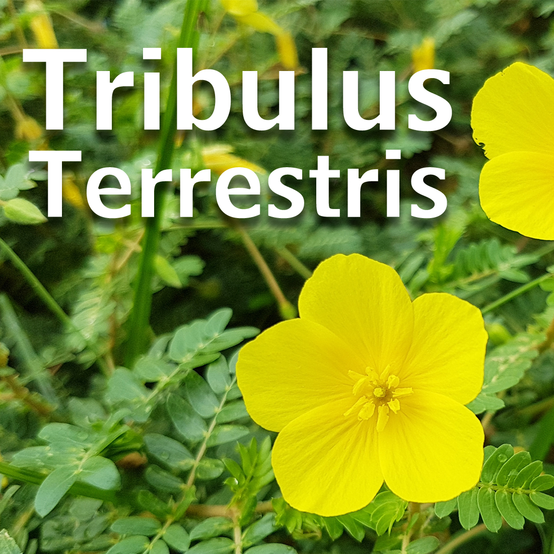 Tribulus Terrestris - Co daje suplementacja Buzdygankiem naziemnym?